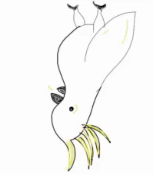 Logo de Emisiones Cacatúa