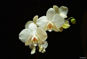orquideas_186010_t0