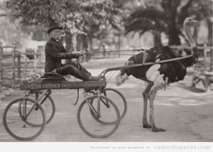 foto-antigua-hipster-carro-tirado-avestruz