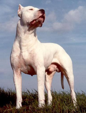 dogo-argentino1.jpg